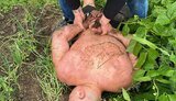 Поліція встановила причетних до нападу на ексвійськового у Дніпрі за участю Тищенка
