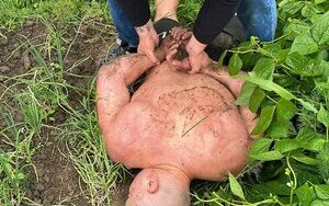 Поліція встановила причетних до нападу на ексвійськового у Дніпрі за участю Тищенка