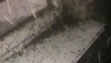 "Якась навала. Аж кишить": в окупованому Криму після дощів скаржаться на полчища комарів. ВIДЕО