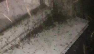 "Якась навала. Аж кишить": в окупованому Криму після дощів скаржаться на полчища комарів. ВIДЕО