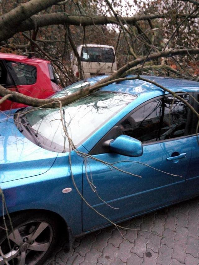 Toppled trees and damaged cars: State Emergency Service liquidating storm aftermath in Lviv and region 08