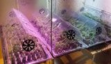 Полиция Киевщины изъяла у жителя Кагарлыка 643 вазона с коноплей. ФОТОрепортаж