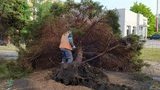 Стихія в Маріуполі повалила дерева і знеструмила частину міста, - міськрада. ФОТОрепортаж