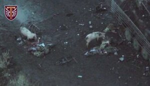 Здичавілі свині шматують ліквідованих російських загарбників. ВIДЕО