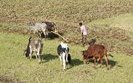 Сколько стоит земля в странах Африки