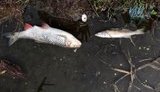"Житомирводоканал" скидав у річку неочищені води, загинуло 27 тис. риб, - глава Держекоінспекції Мальований