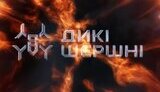 дикі шершні заставка
