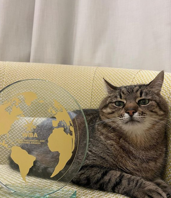 Stepan cat received an award for bloggers in Cannes 04