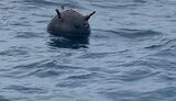 Румунія прискорить розвиток засобів протидії мінам і дронам у Чорному морі