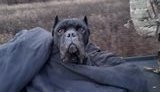 Відгриз лапу і прийшов на трьох: Службовий пес ЗСУ Вася потрапив у пастку перед окопами військ РФ на Донбасі, але зміг втекти. ФОТОрепортаж
