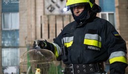 У Тернополі з-під завалів багатоповерхівки рятувальники дістали папугу