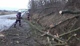 Сильный ветер повалил деревья в Ивано-Франковской и Винницкой областях, - ГСЧС. ФОТОрепортаж
