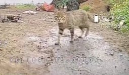 кіт розглядає безпілотник