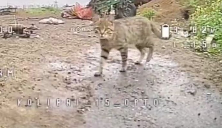 Cat ’carried out’ reconnaissance and escaped just in time: Ukrainian ’ambush’ drone attacked ATV carrying two Russian occupiers. VIDEO