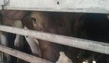 граница задержание скот