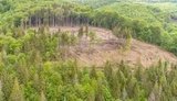 Шмигаль анонсував національну інвентаризацію лісів