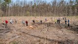 Національний рекорд із висаджування дерев встановили під Львовом - понад 77 тисяч за 8 годин. ФОТОрепортаж
