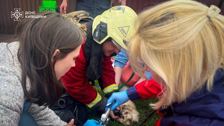 Удар РФ по ветклініці в Чабанах