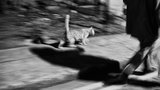 Кошкин дом: миссия ирландца Дэниса. ФОТОрепортаж