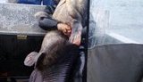 Гігантського 140-кілограмового сома спіймали в Черкасах. ФОТО