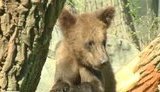 Киевским медведям построили евроберлогу за 4 миллиона. ВИДЕО.