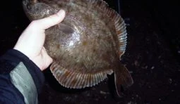 рыба браконьер