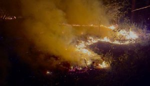 Російські удари випалили 84 гектари українських лісів за тиждень. ФОТО