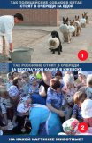 В мире животных