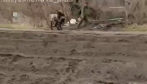 Russian stormtrooper on motorbike films accomplice pulling donkey on road. VIDEO