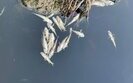 Якість води в Десні і Сеймі