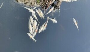 Якість води в Десні і Сеймі