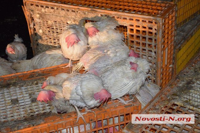 Фура с тысячами кур перевернулась под Николаевом: грузовик заблокировал обе полосы, а часть птиц разбежалась в разные стороны 04