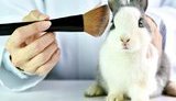 Health ministry again proposes ban on testing cosmetics on animals