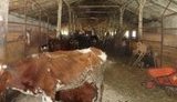 Одесский ветеринар устроила в "приюте" для животных Освенцим: они лежат, не могут подняться, все в язвах и пролежнях. ФОТО