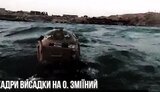 ссо,морські,котики