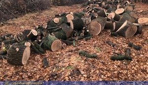 СБУ запобігла виникненню надзвичайних ситуацій через незаконну вирубку поблизу об'єктів інфраструктури на Харківщині, - СБУ. ФОТО