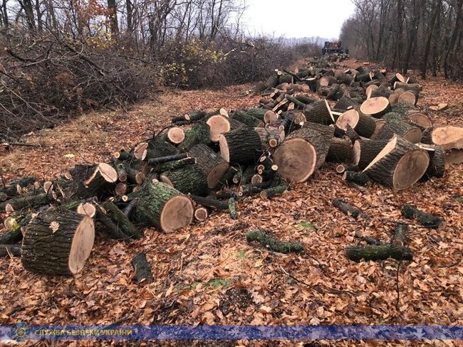 СБУ запобігла виникненню надзвичайних ситуацій через незаконну вирубку поблизу обєктів інфраструктури на Харківщині, - СБУ 01