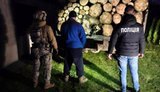 На Закарпатье будут судить членов ОПГ: было незаконно вырублено леса на 6 миллионов гривен. ФОТОРЕПОРТАЖ