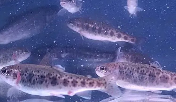 Уряд розширив держпідтримку аквакультури: компенсації витрат поширено на всю територію України