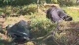 окупанти,пакети