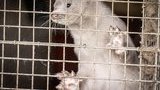 В Дании уничтожат до 17 миллионов норок из-за выявления у ряда особей нового штамма коронавируса