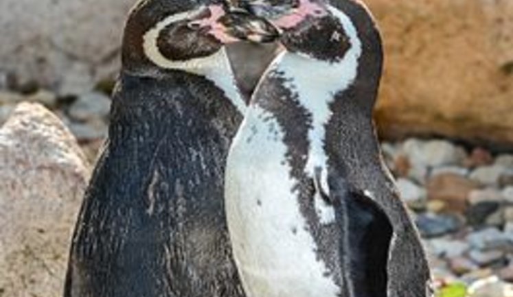 В Чили свернули горнорудный проект стоимостью $2,5 миллиарда ради безопасности пингвинов