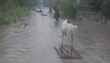 У Калуші повністю затопило притулок для тварин "Дім Сірка", в якому утримували понад 300 собак. ВІДЕО+ФОТОрепортаж