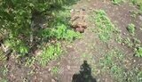 штурмова