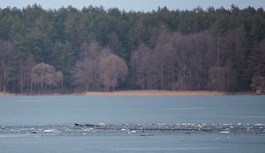 У Литві вибухнув та впав невідомий безпілотник: ймовірно, він прилетів із Білорусі