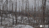 War-destroyed forest in Donetsk region.