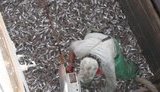 СБУ блокувала масштабний нелегальний вилов риби в Азовському морі: сума збитку сягнула 50 млн грн. ВIДЕО