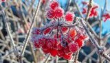 заморозки