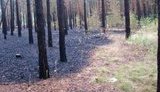 Под Киевом горел парк отдыха: "Мы не в состоянии отстоять землю стоимостью $6 млн". ФОТОрепортаж