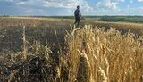 На Запоріжжі через російські удари втратили понад 1800 гектарів посівів
